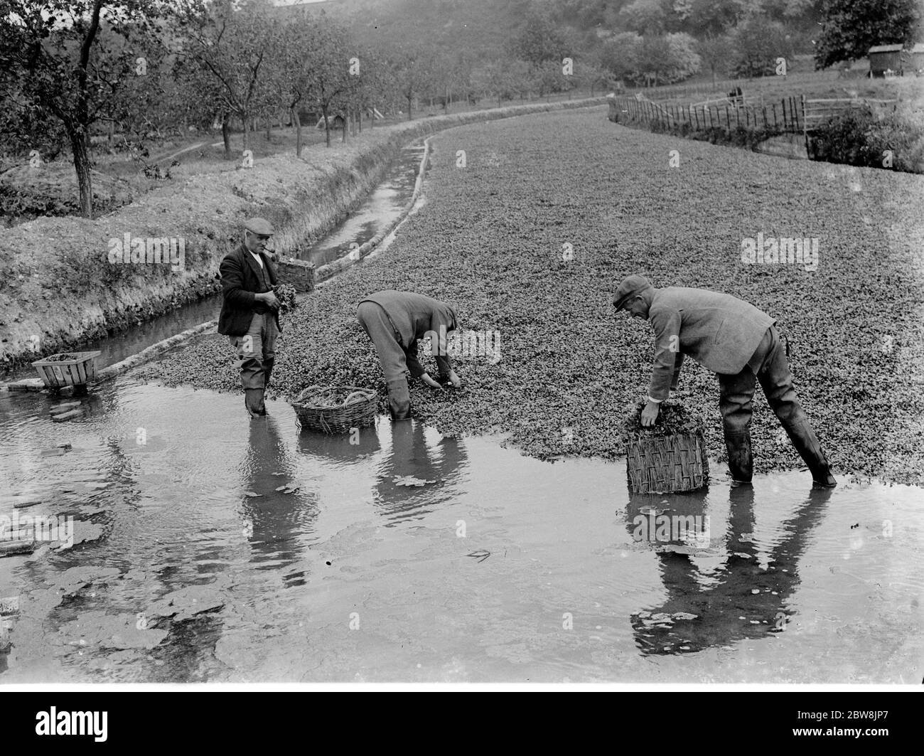 Brunnenkresse Betten in Horton Kirby, Darenth, Kent. 1935 . Stockfoto