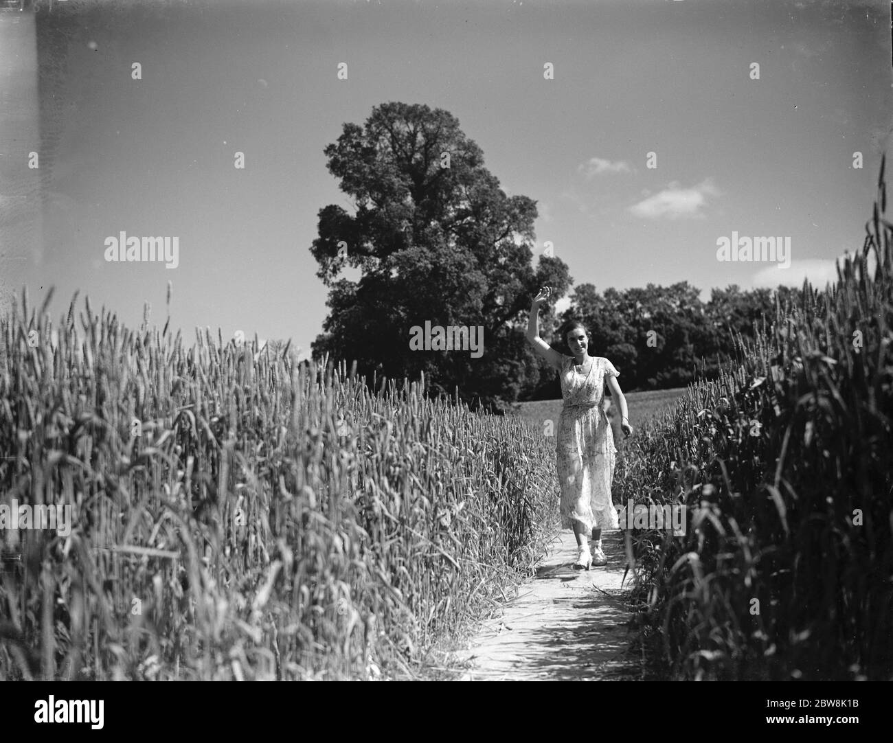 Eine junge Frau geht einen Weg in einem Maisfeld hinunter. 1935 Stockfoto