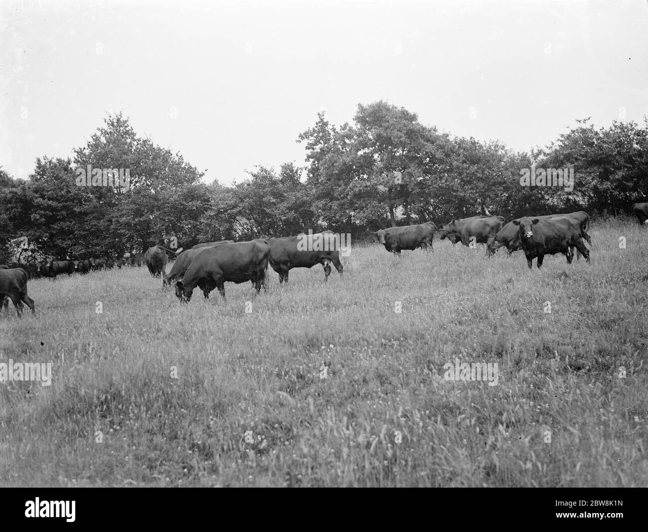 Färsen, Vieh grasen in einem Feld. 1935 Stockfoto