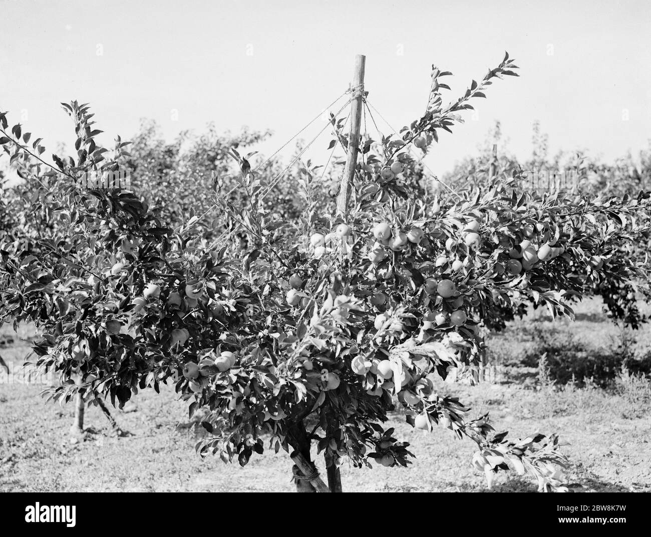 East Malling Research Station Tag der offenen Tür. Apfelbäume mit Früchten. 1937 Stockfoto