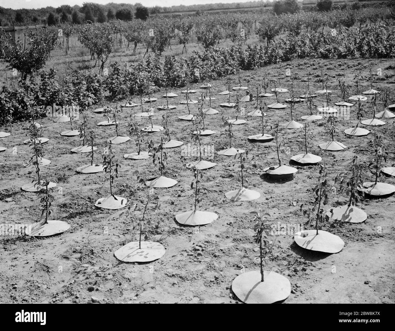 East Malling Research Station Tag der offenen Tür. Junge Bäume mit Schutzhüllen . 1937 Stockfoto