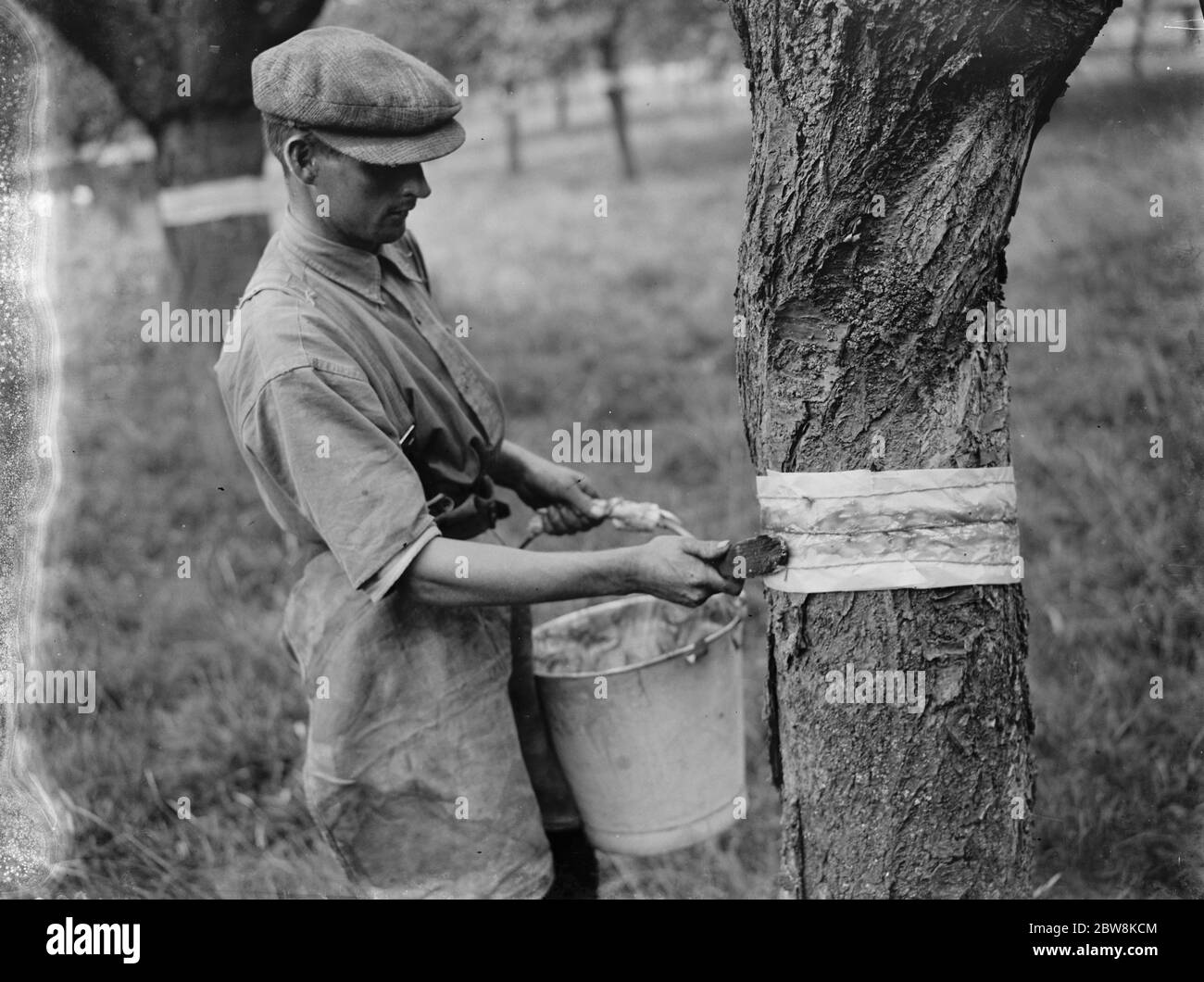 Klebrige Bänderung, die auf den Obstbaum auf dem Obstgarten angewendet wird. 1935 . Stockfoto