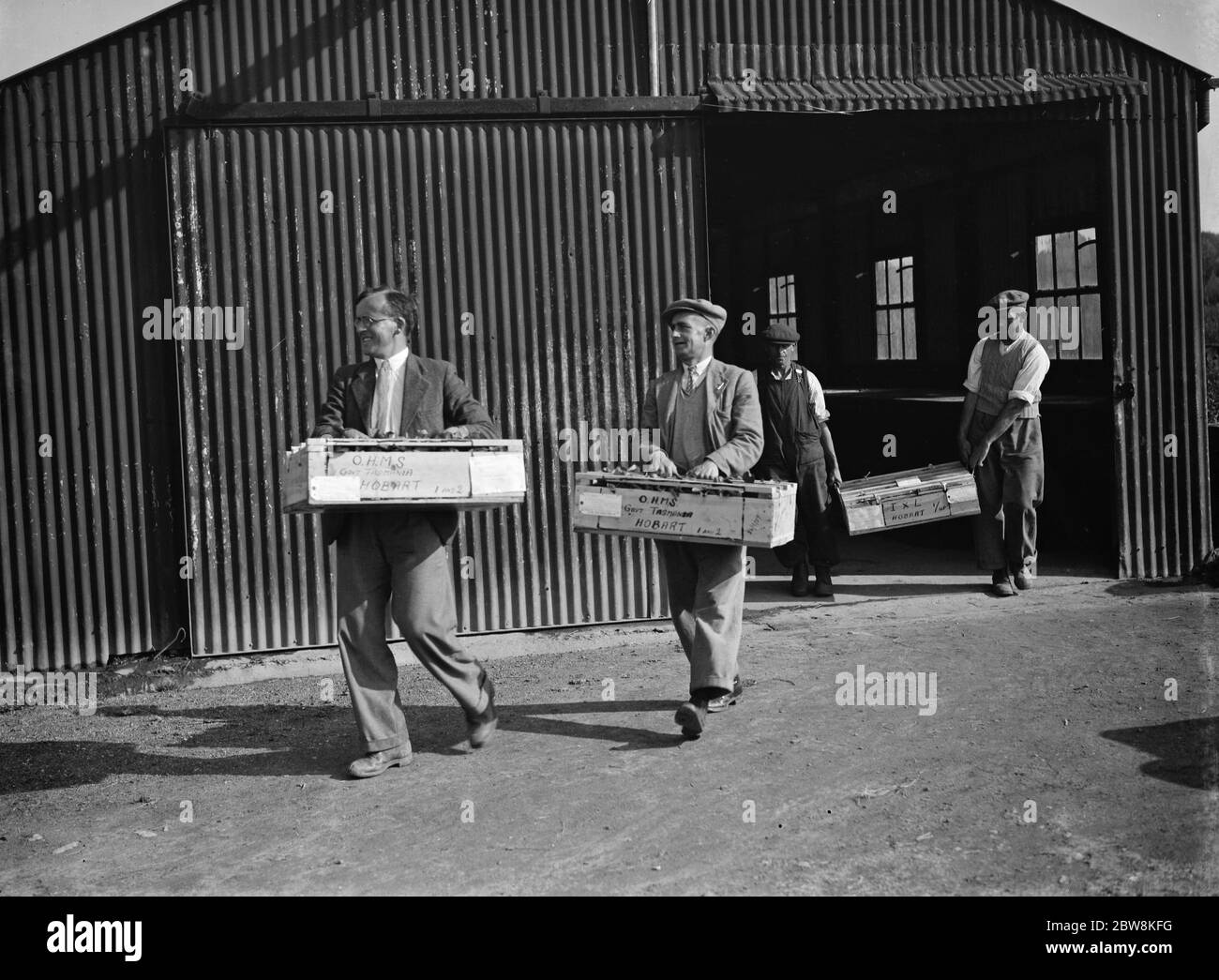 Erdbeeren für den Versand nach Tasmanien von der East Malling Research Station. 26. September 1937. Stockfoto