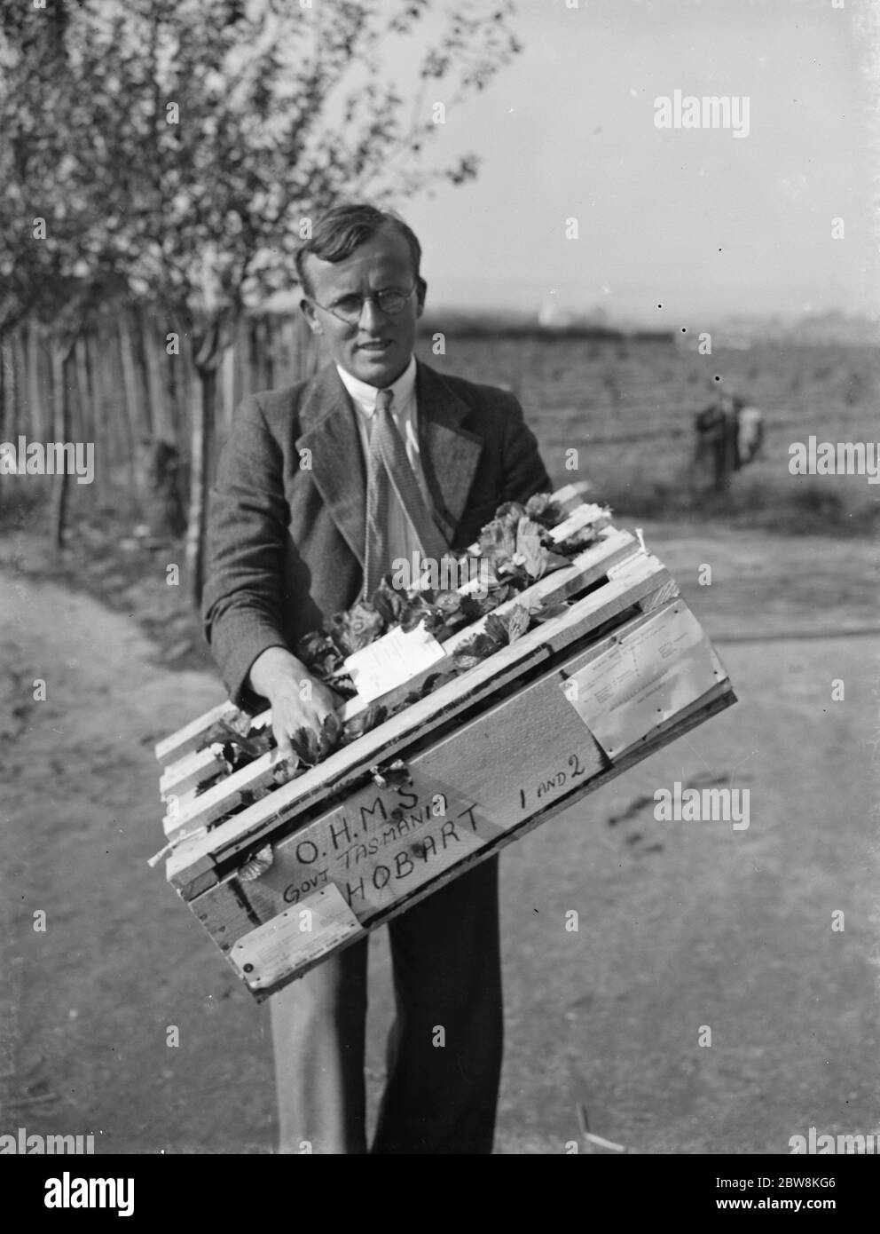 Erdbeeren für den Versand nach Tasmanien von der East Malling Research Station. 26. September 1937. Stockfoto