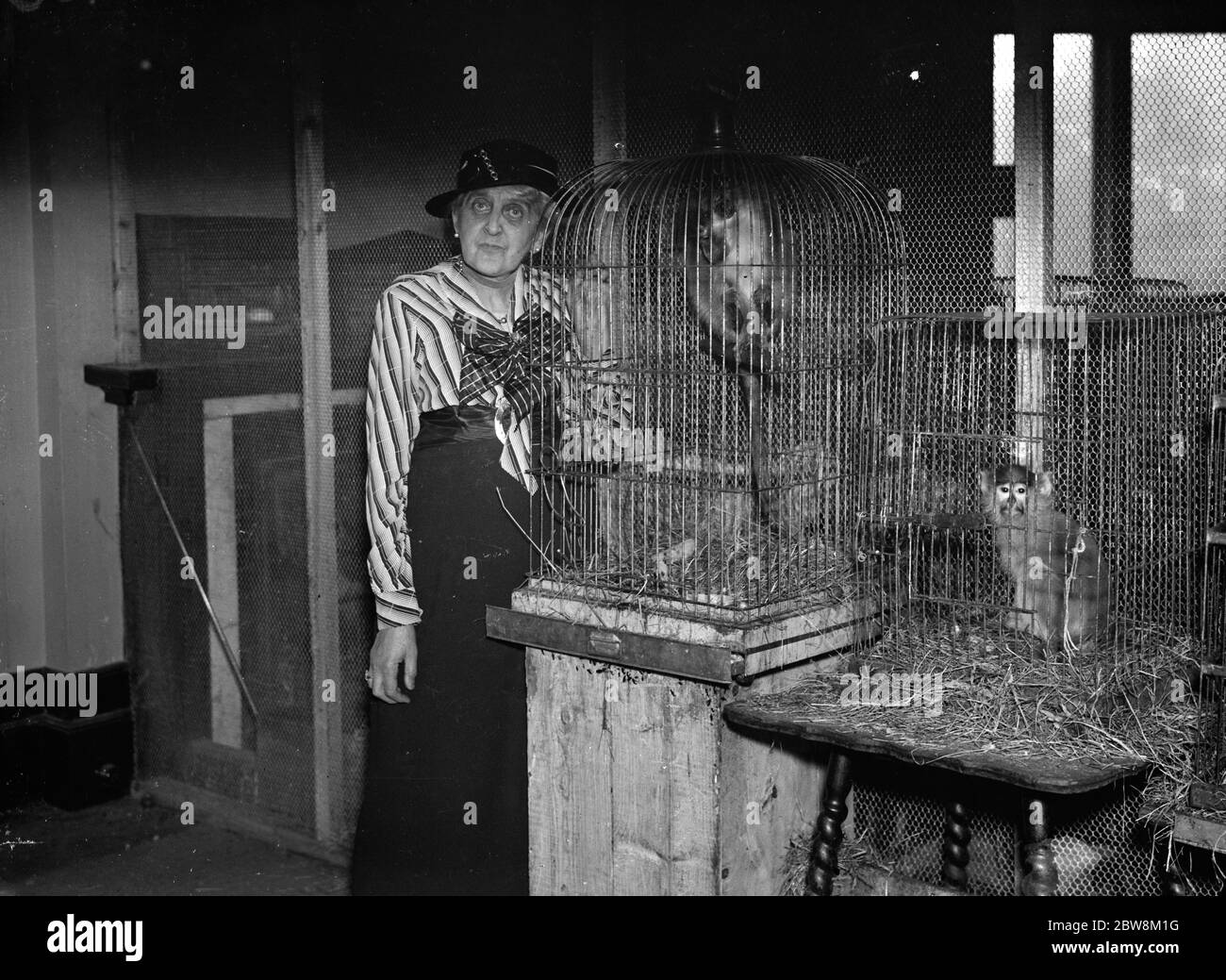 Frau Alison McLaren Morrison und einige ihrer Käfigaffen, die sie in ihrem Haus in Kemnel Warren, Chislehurst, Kent hält. 1935 Stockfoto