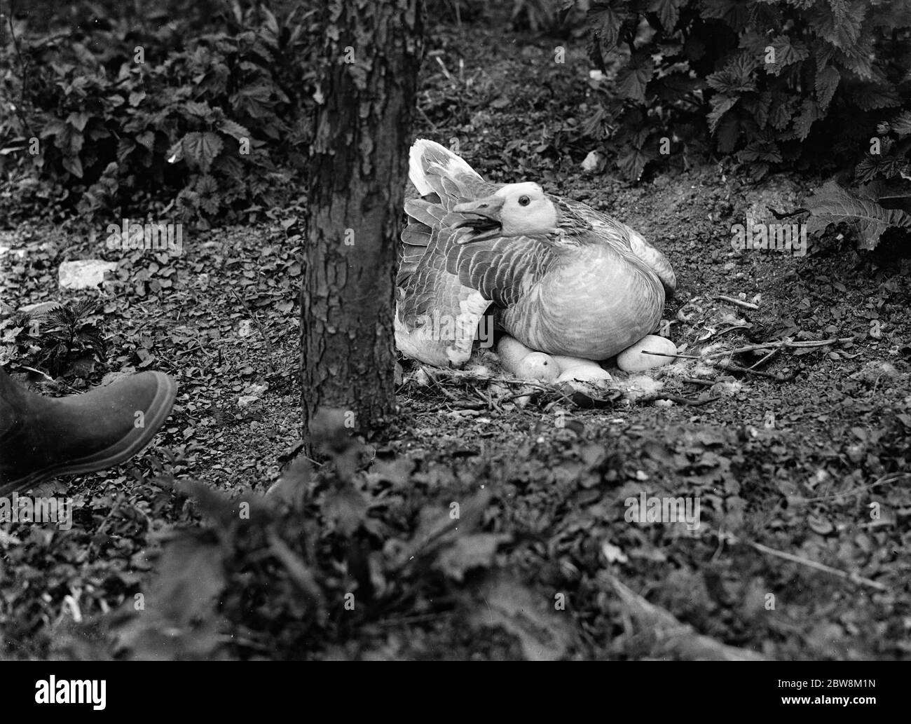 Gans sitzt auf ihr auf Nest voller Eier. 1935 Stockfoto