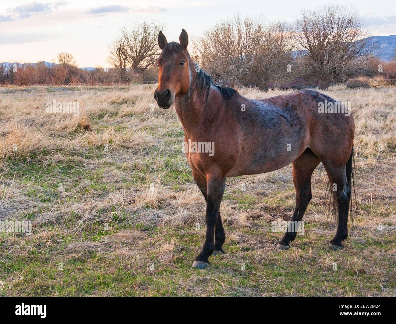Arbeitend Kuh-Pferd in Montana Weide. Stockfoto