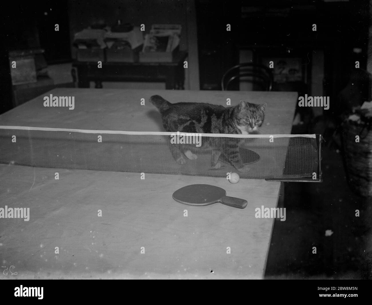 Minnie und Parson spielen Tischtennis. 1935 Stockfoto