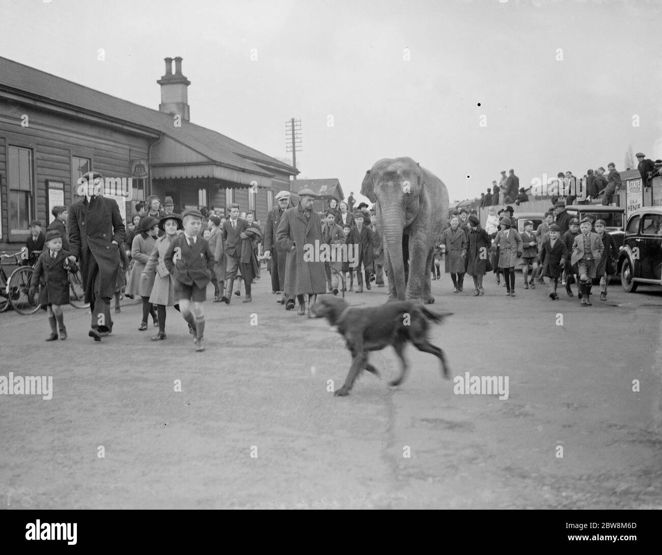 Circus Elefanten, (Entladen) Bexley. 1938 Stockfoto