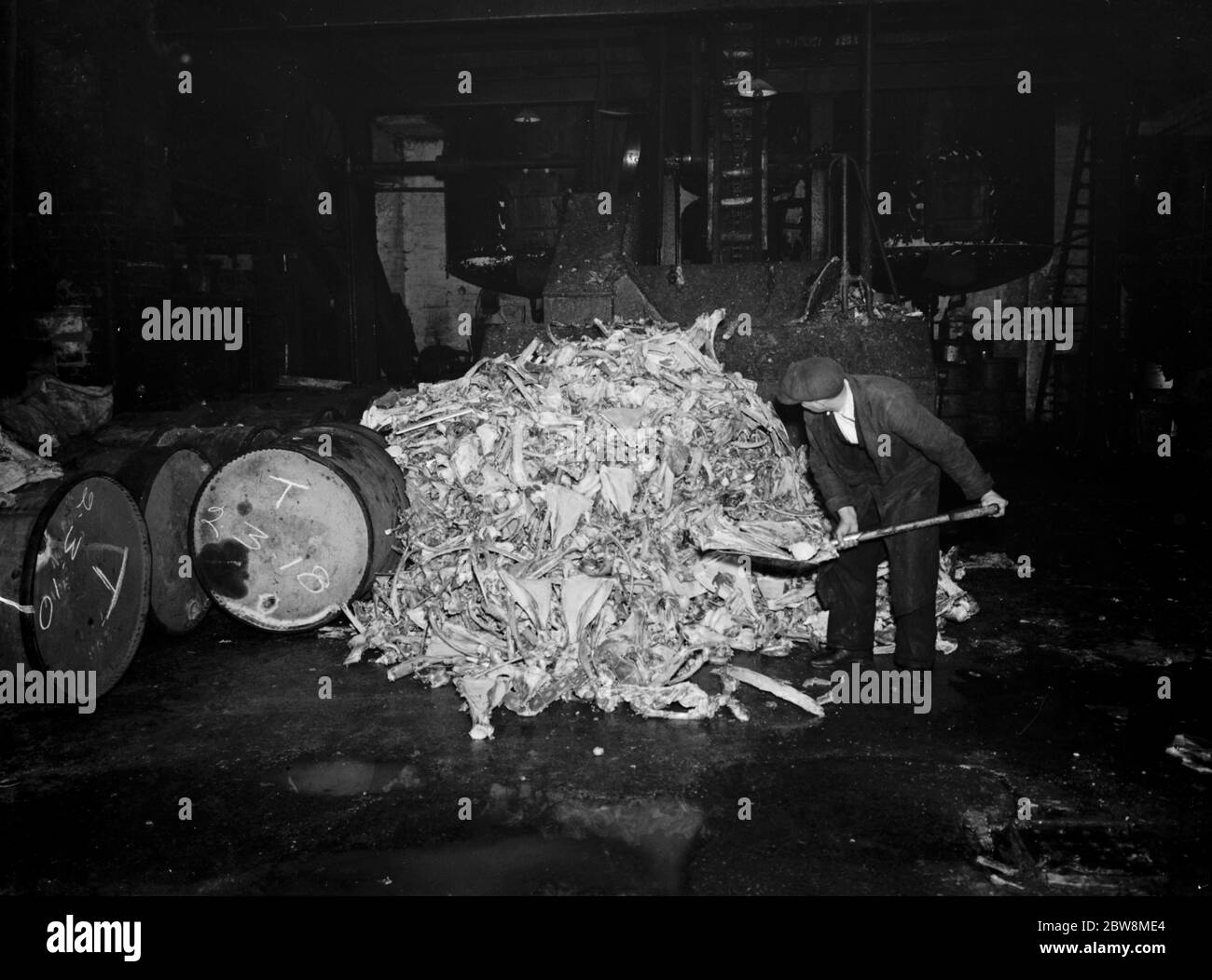 Curley ' s Bone Factory . Ein Arbeiter schaufelt einen Haufen von Knochen durch Fässer von Fett bei Curley ' s Verbrennungsanlagen, Stratford. Oktober 1937 Stockfoto