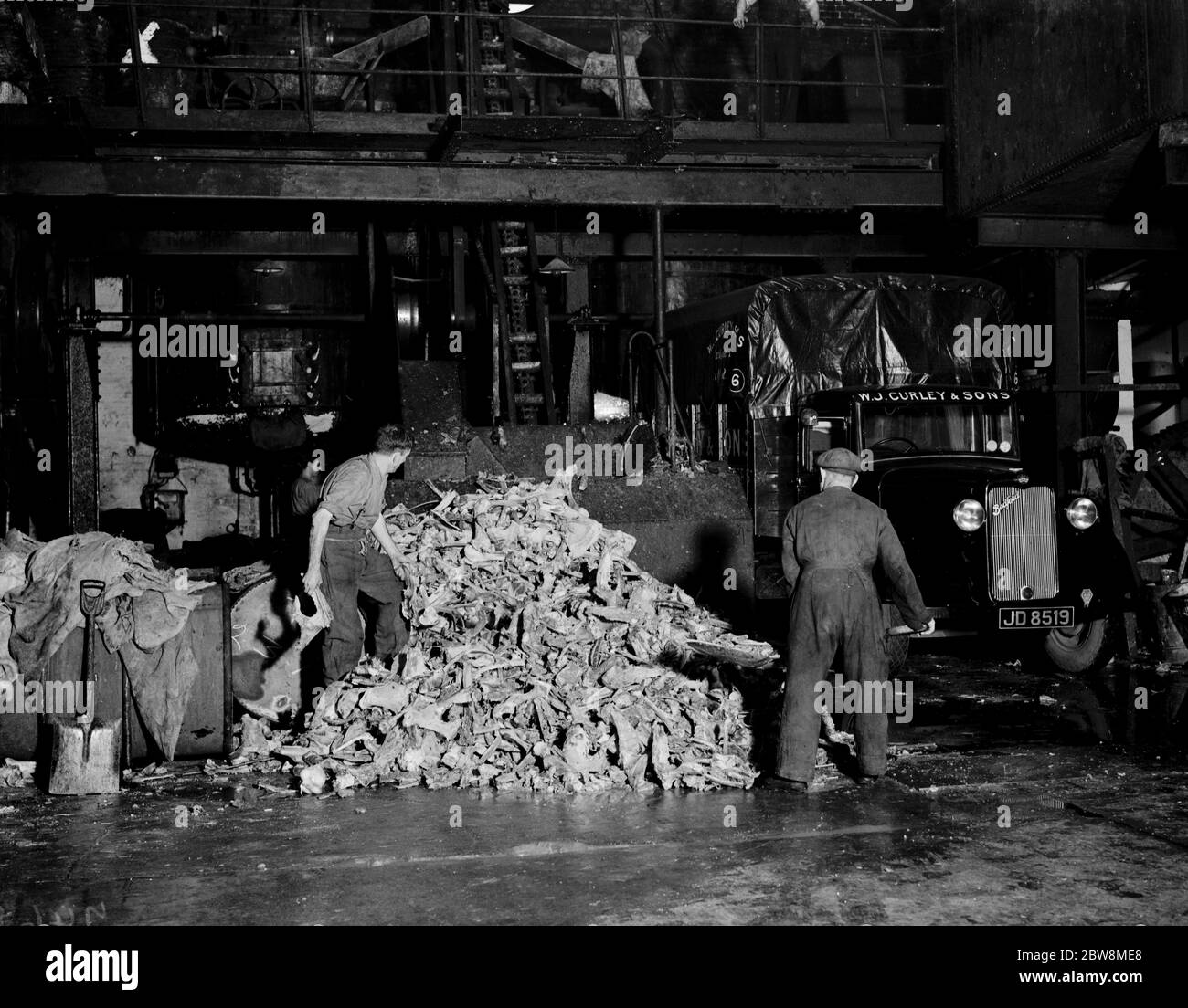 Ein Haufen von Tierknochen in WJ Curley ' s Knochenfabrik, Stratford, East London. Oktober 1937 Stockfoto