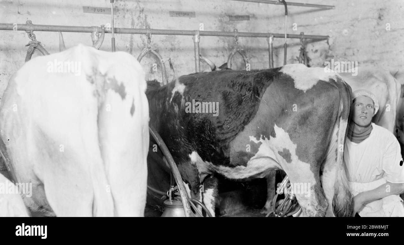 Männer melken die Kühe im Kuhstall. 1936 . Stockfoto