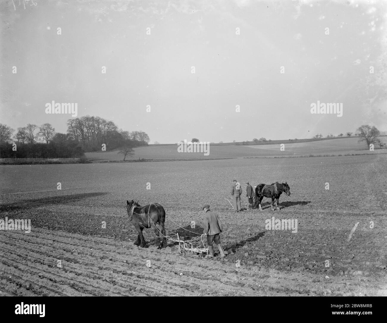 Bauern und Pferde pflügen zusammen arbeiten, um das Feld in der Nähe von Plum Lane zu arbeiten. 1936 . Stockfoto