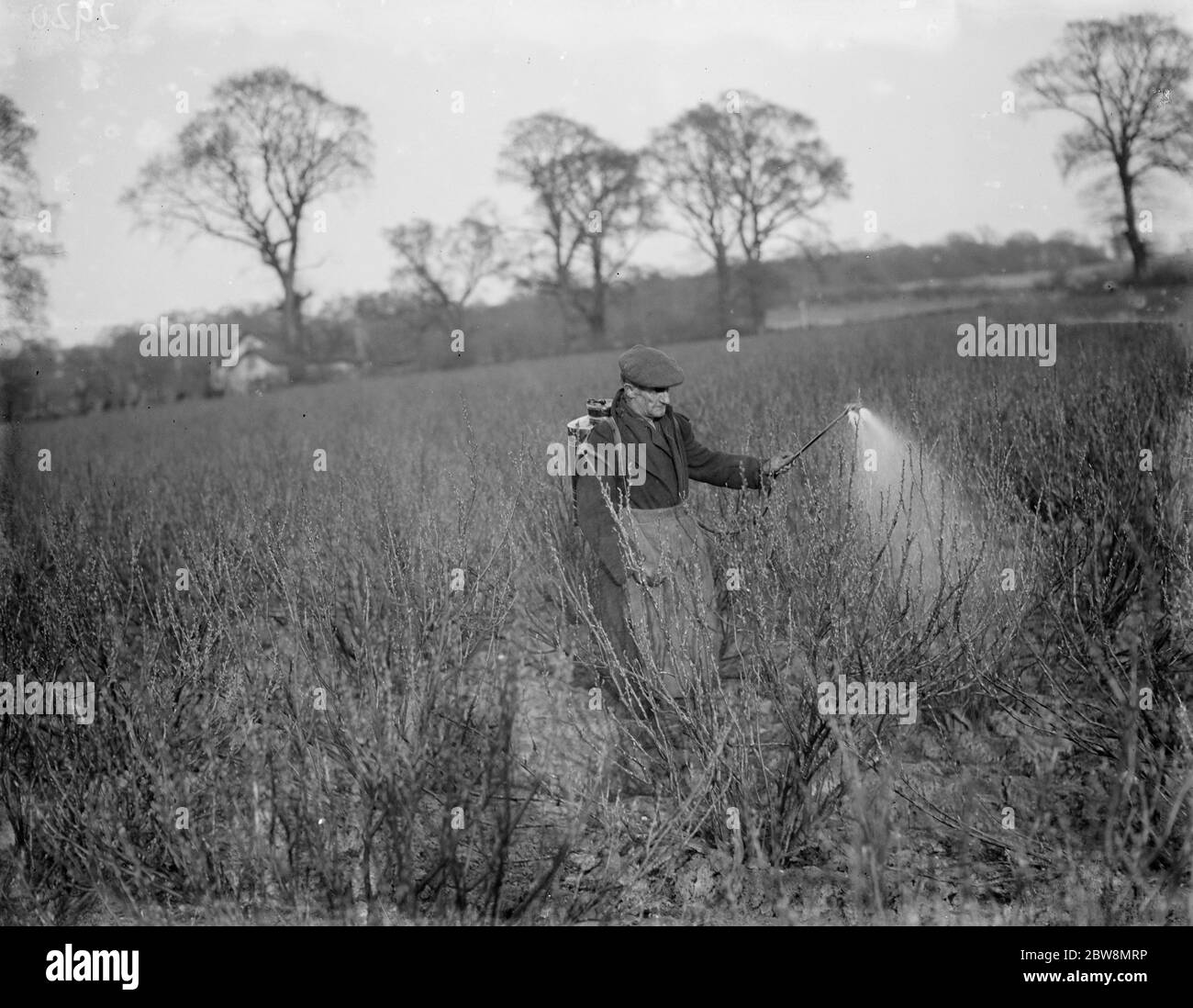 Ein Bauer sprüht seine Johannisbeeren. 1936. Stockfoto