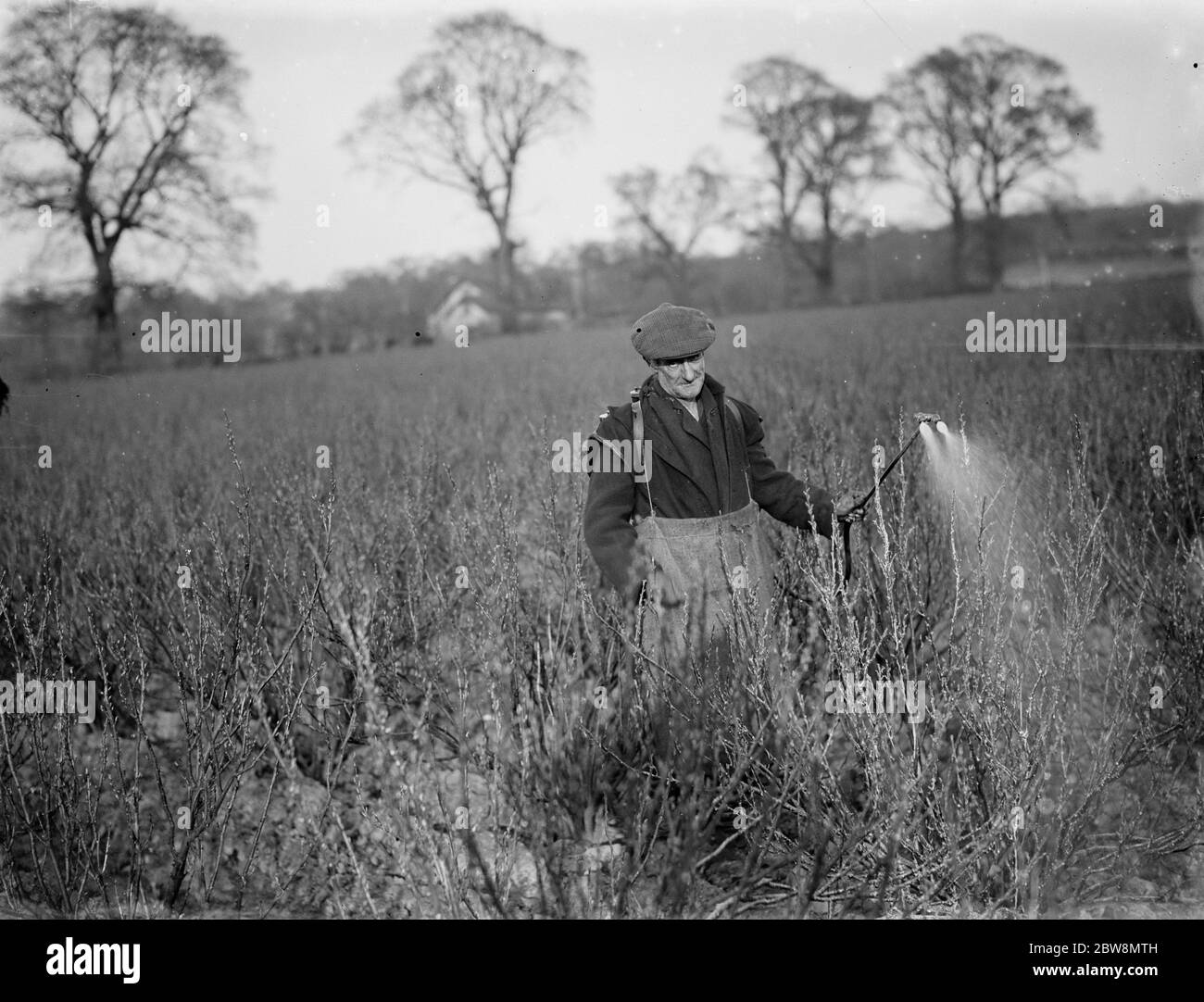 Ein Bauer sprüht seine Johannisbeeren. 1936. Stockfoto