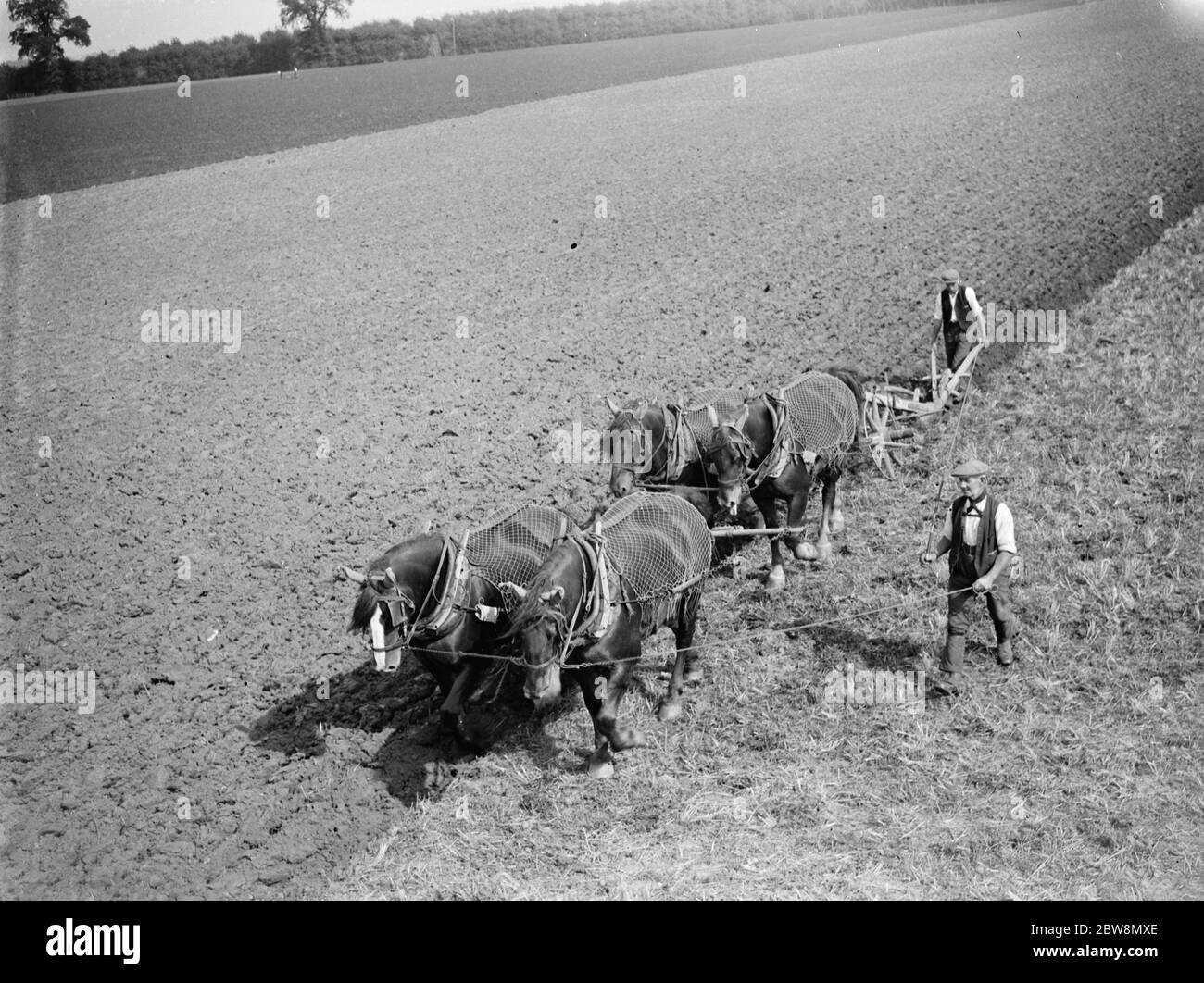 Ein Team von vier Häusern pflügt ein großes Feld in Kent. 1935 Stockfoto
