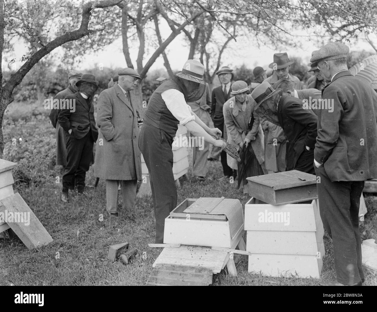 Ein Parson Imker zeigt seine Bienenstöcke. 1935 Stockfoto