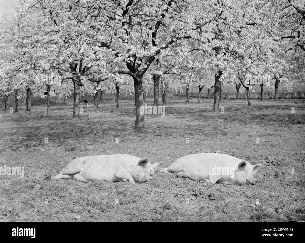 Schweine in einem Obstgarten im Schlamm whlen. 1936 . Stockfoto