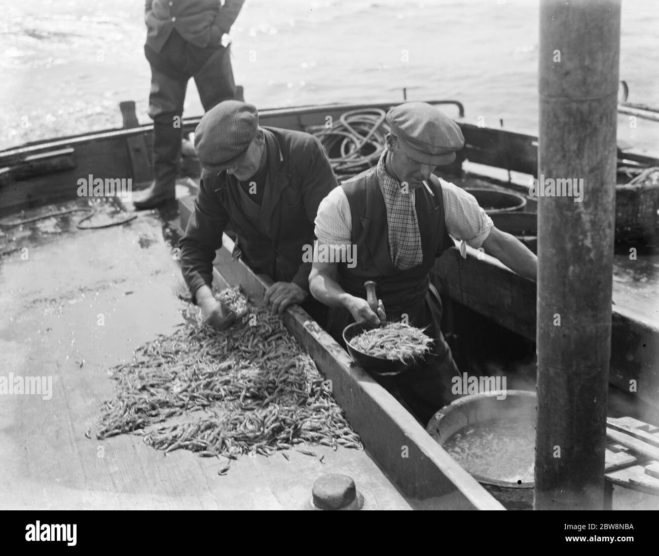 Ein Besatzungsmann kocht einige der frisch gefangenen Garnelen in seinem Kessel. 1936 Stockfoto
