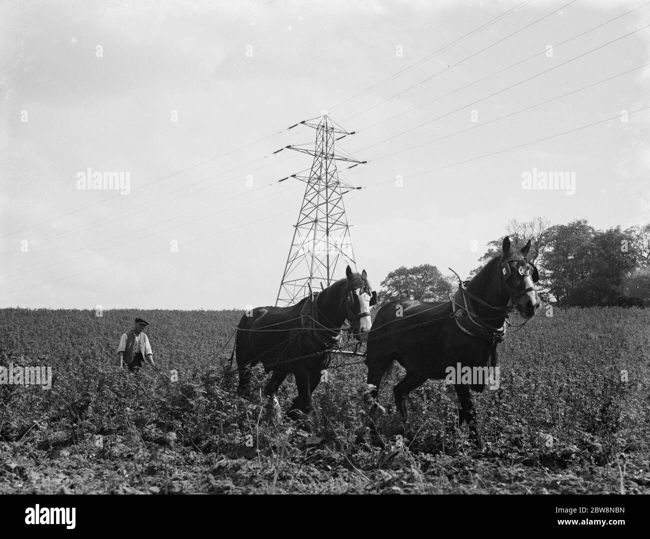 Ein Team von vier Häusern pflügt ein großes Feld im Hintergrund ist ein Pylon. 1936 Stockfoto
