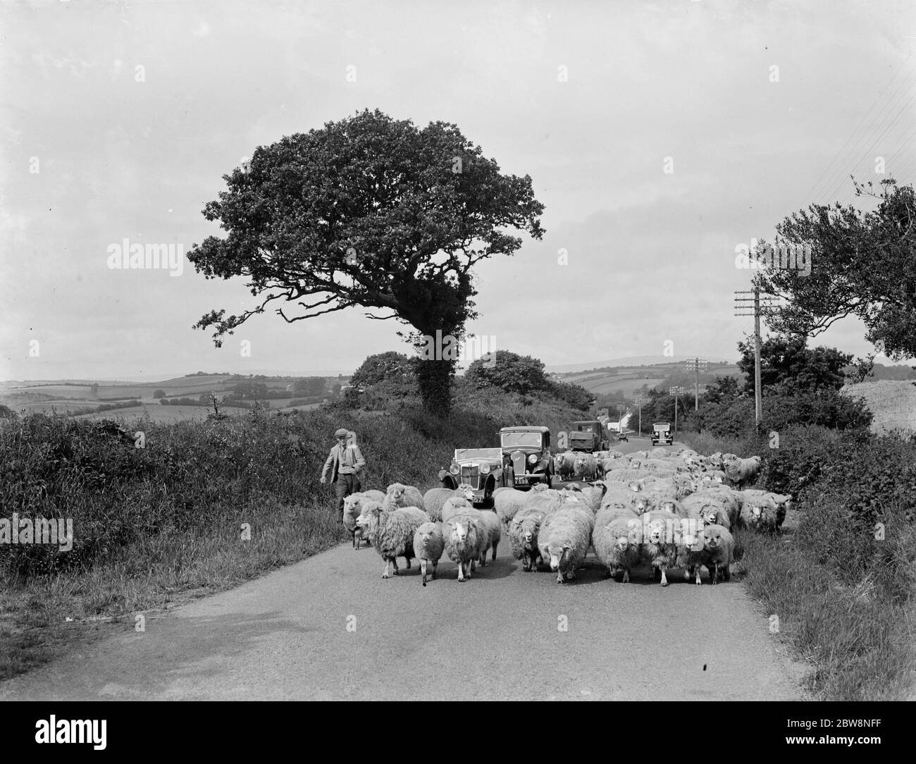 Eine Herde Schafe blockieren die Straße, was zu einem Stau. 1936 Stockfoto