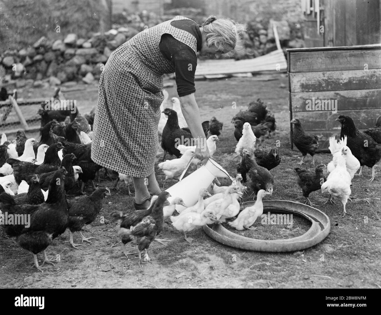 Ein alter Reifen, der von einer Frau als Futterhäuschen benutzt wird. 1936 Stockfoto