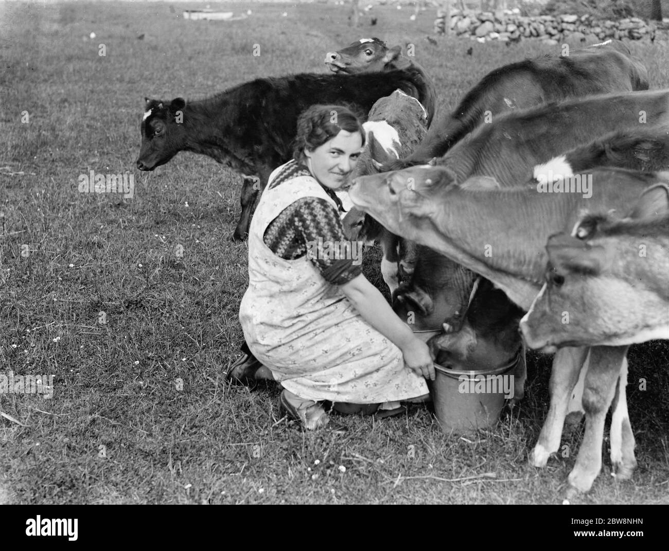 Kühe folgen dem Bauern mit dem Futter . 1936 . Stockfoto