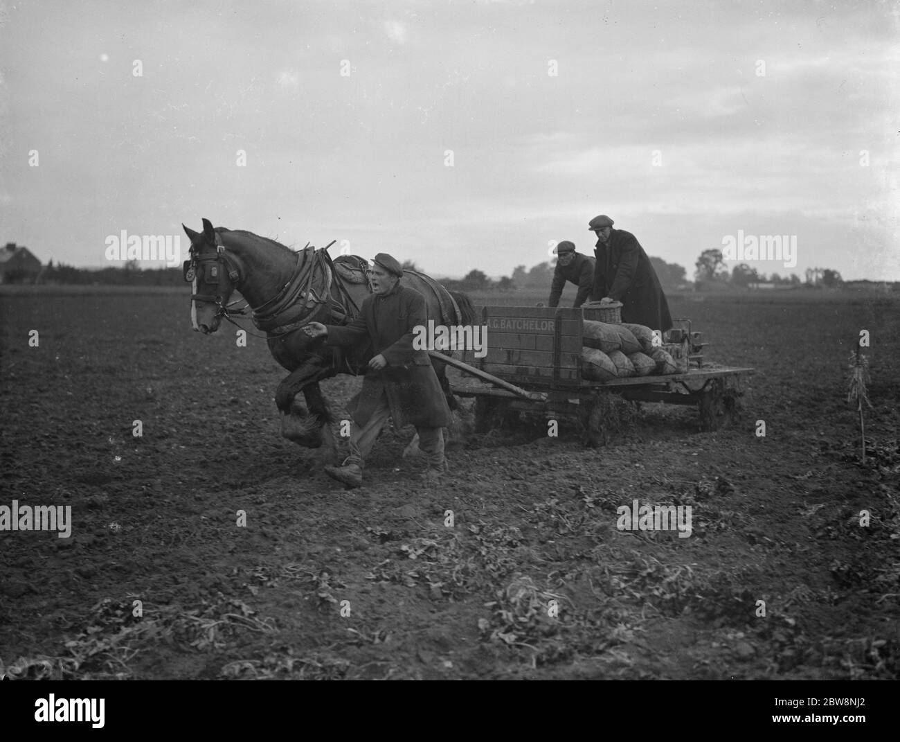 Kartoffel Demonstration, Cotton Farm. Den Sack Kartoffeln wegnehmen. Juli 1936 Stockfoto