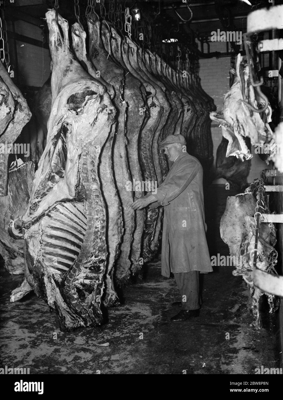 Eine Inspektion von Fleischschlacken im Lagerhaus. 1937 . Stockfoto