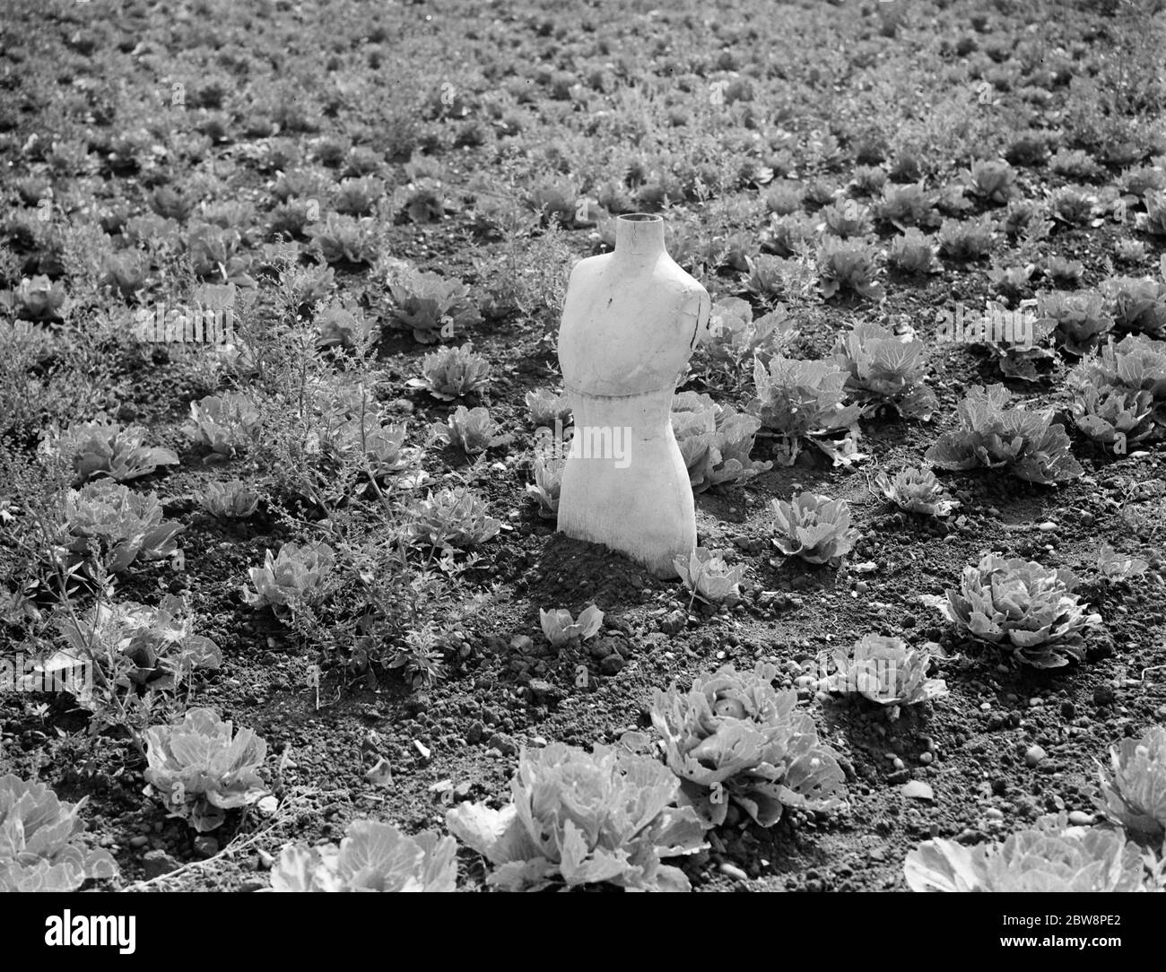 Vogelscheuche in einem Farmer Feld aus einem Schneiderdummy in Swanley gemacht. 1938 . Stockfoto