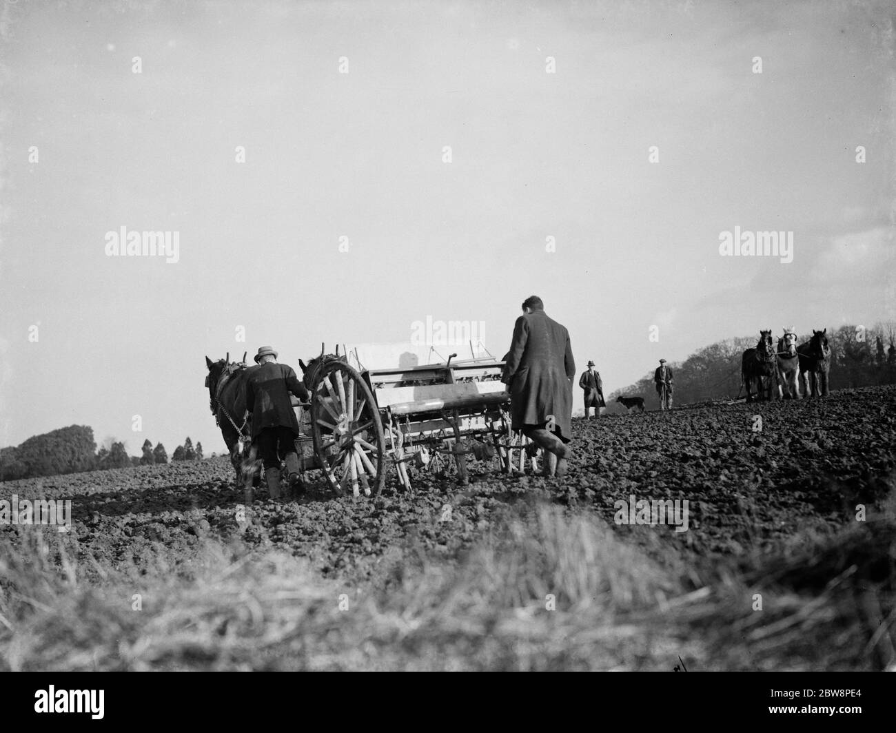 Aussaat Erbsen in einem Feld in Bexley . 1937 Stockfoto