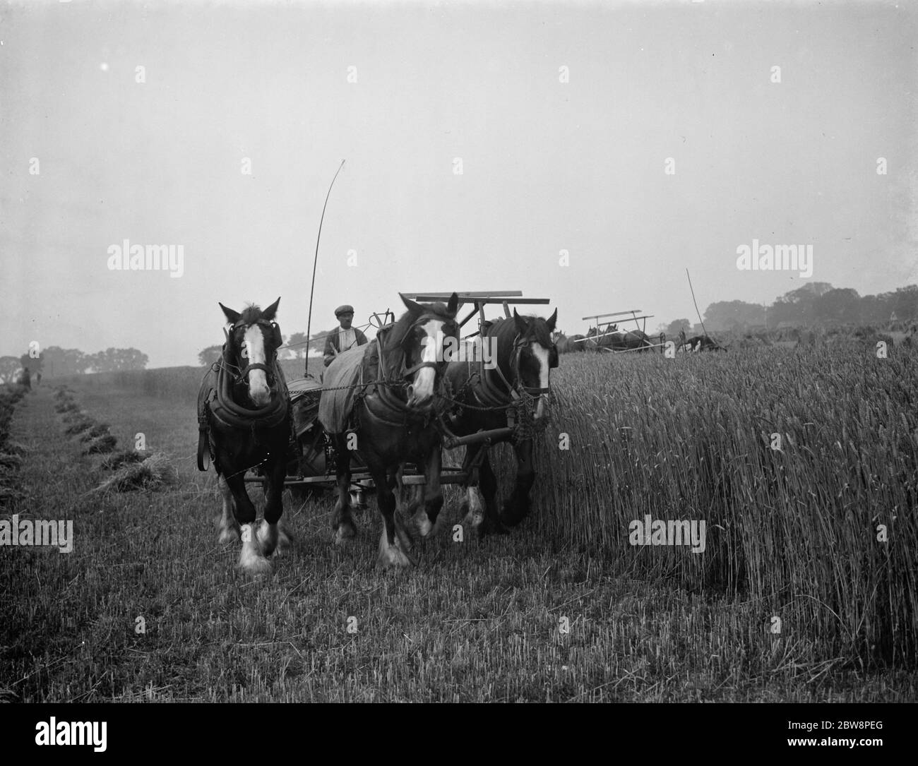 Ein Bauer erntet seine Felder mit seinem Shire Pferd, das an Massey Harris Reaper Binder in Rochester gebunden ist. 1938 . Stockfoto