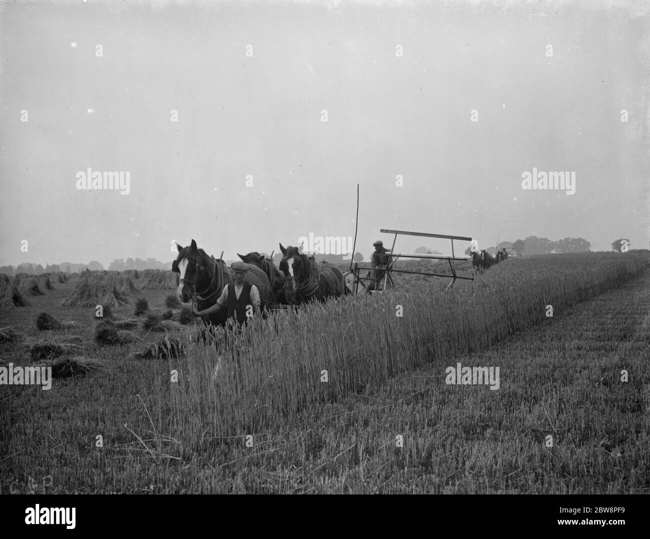 Ein Bauer erntet seine Felder mit seinem Shire Pferd, das an Massey Harris Reaper Binder in Rochester gebunden ist. 1938 . Stockfoto