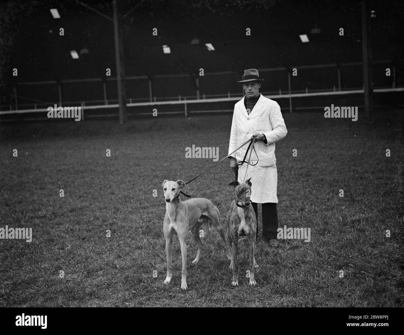 Im Crayford Windhundstadion. Der Track-Manager mit zwei der Windhunde . 1937. Stockfoto
