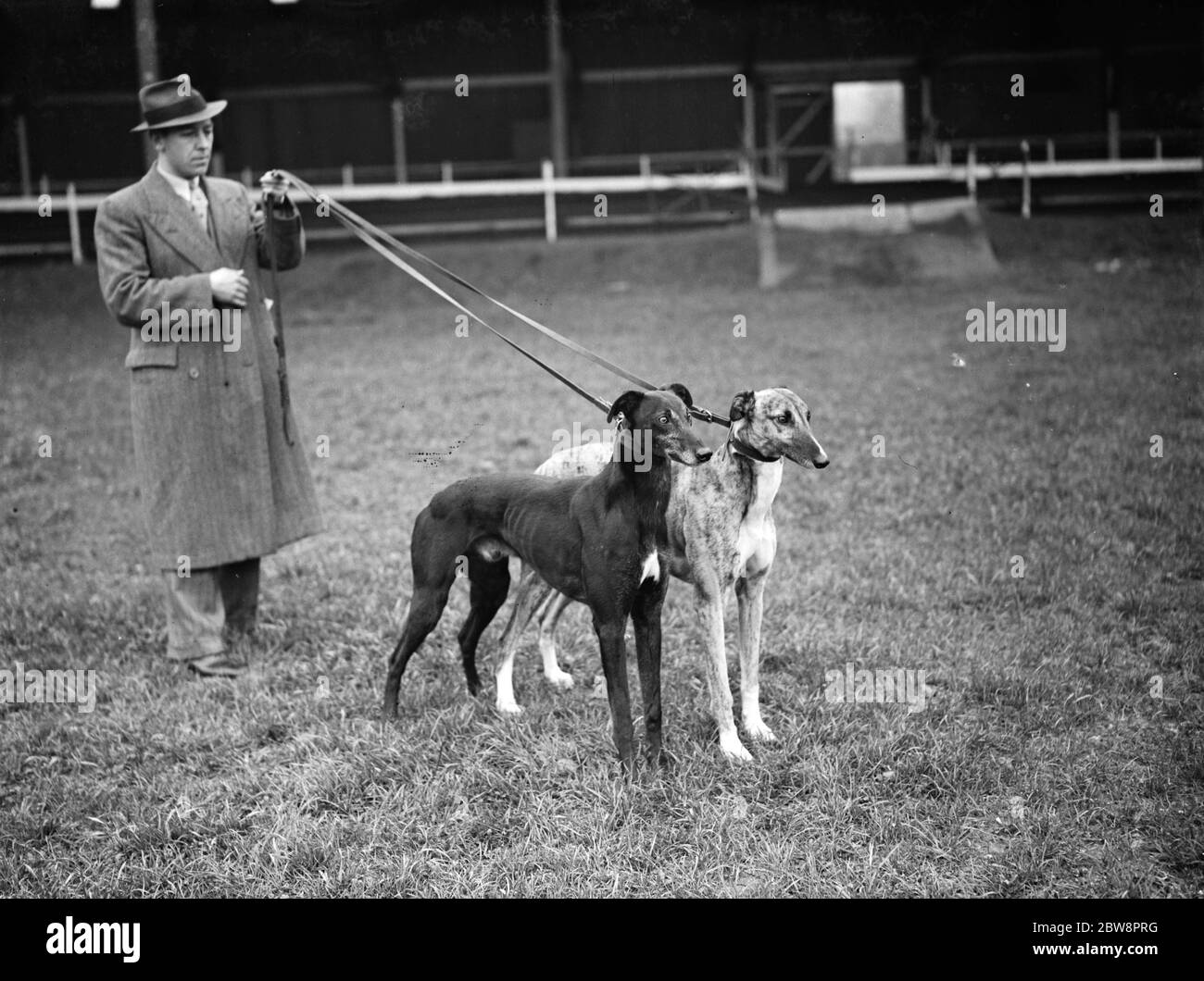 Zwei der Windhunde Rennen auf der Crayford Hundebahn. 1937 Stockfoto