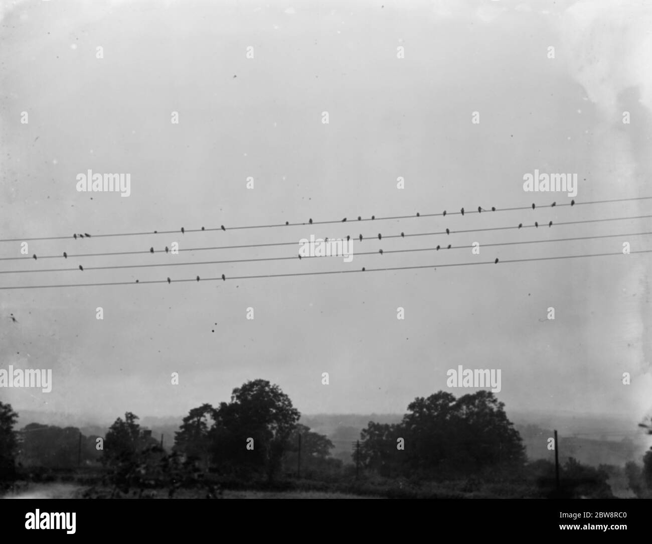 Eine Herde von Vögeln auf einigen Telefonleitungen gehockt. 1936 Stockfoto
