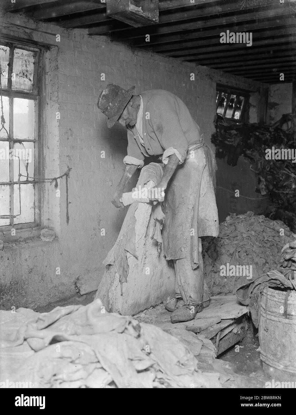 Ein Mann schabt und fleischig die Tierhäute an der Pergament Werke . 1935 Stockfoto