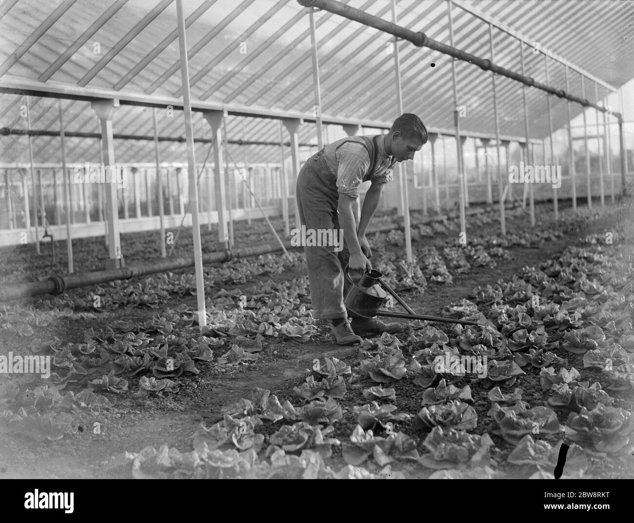 Weihnachtssalat wird in einem großen grünen Haus am Horticultural College, Swanley, Kent gegossen. 1935 Stockfoto