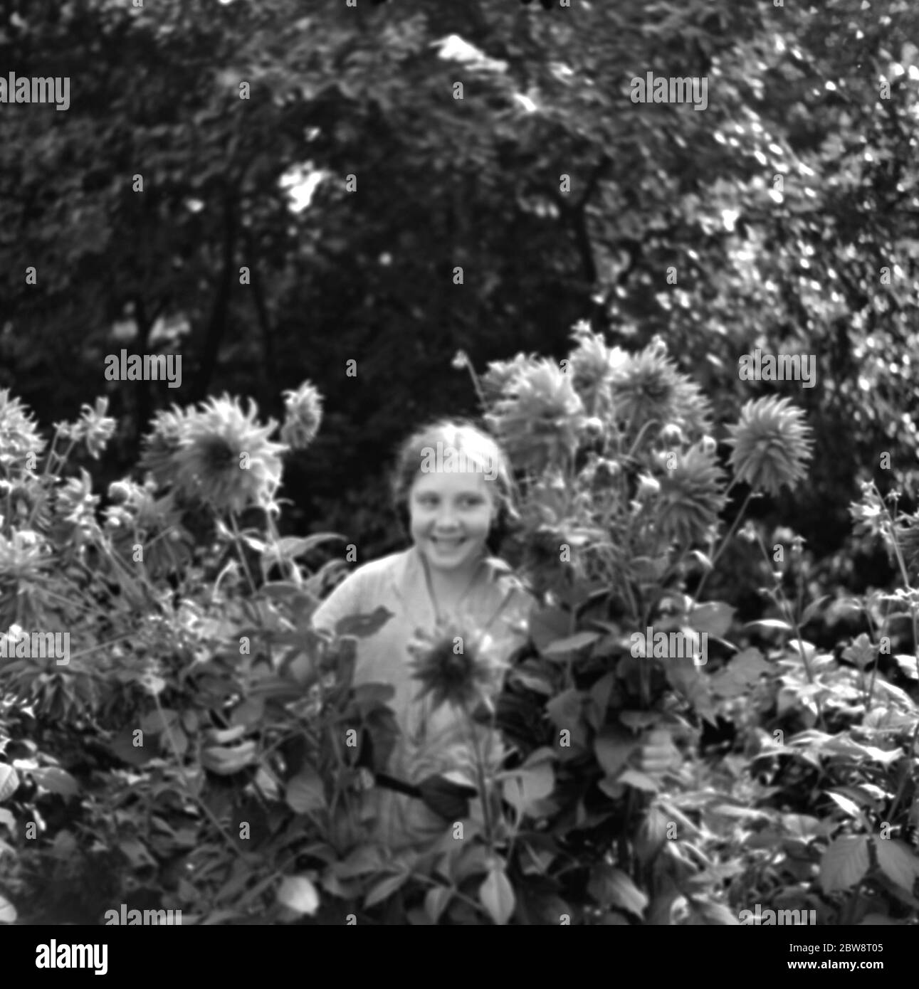 Ein kleines Mädchen posiert von hinter einigen Dahlien. 1936 Stockfoto