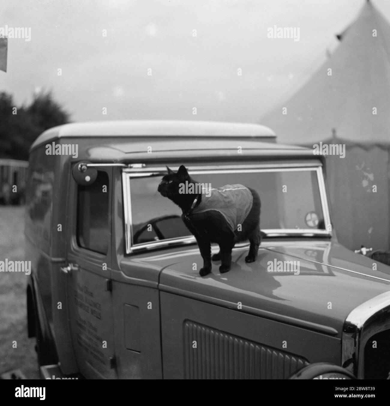 Eine Katze steht Wache über einem Austin Van in Tunbridge Wells, Kent. 1936 Stockfoto