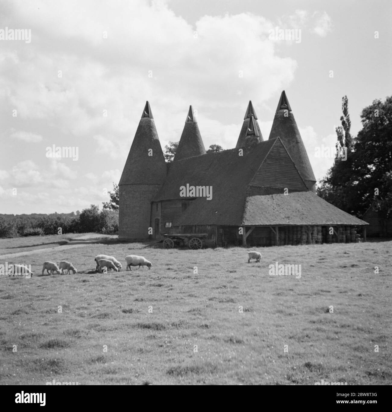 Schafe grasen vor einigen Häusern aus dem Ost. 1936 Stockfoto