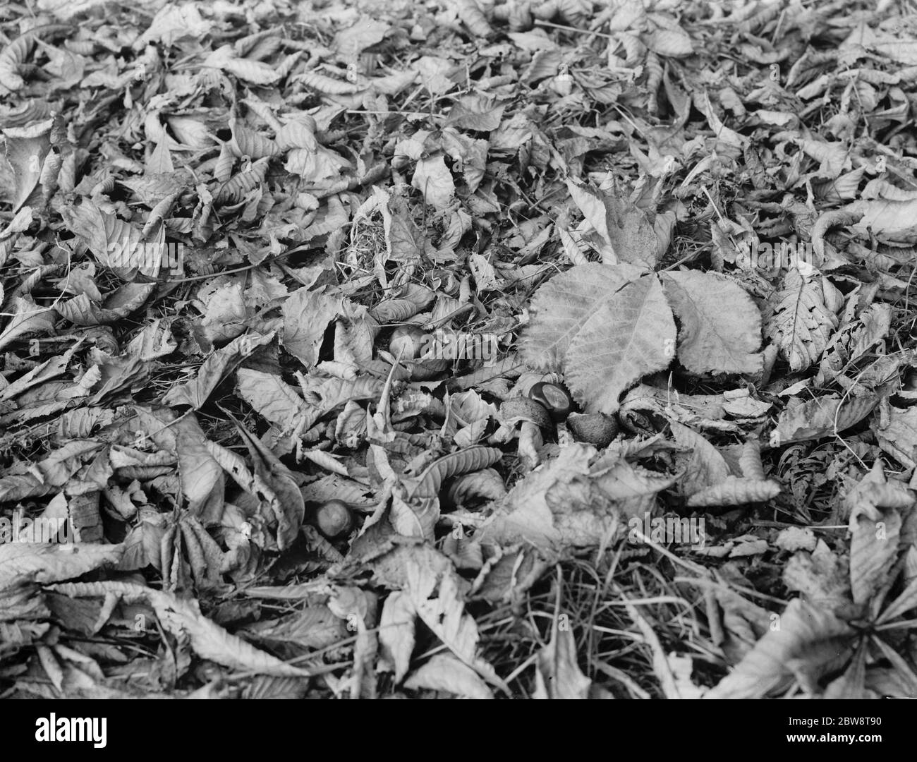 Herbst Rosskastanien und Blätter auf dem Gras . 1936 Stockfoto