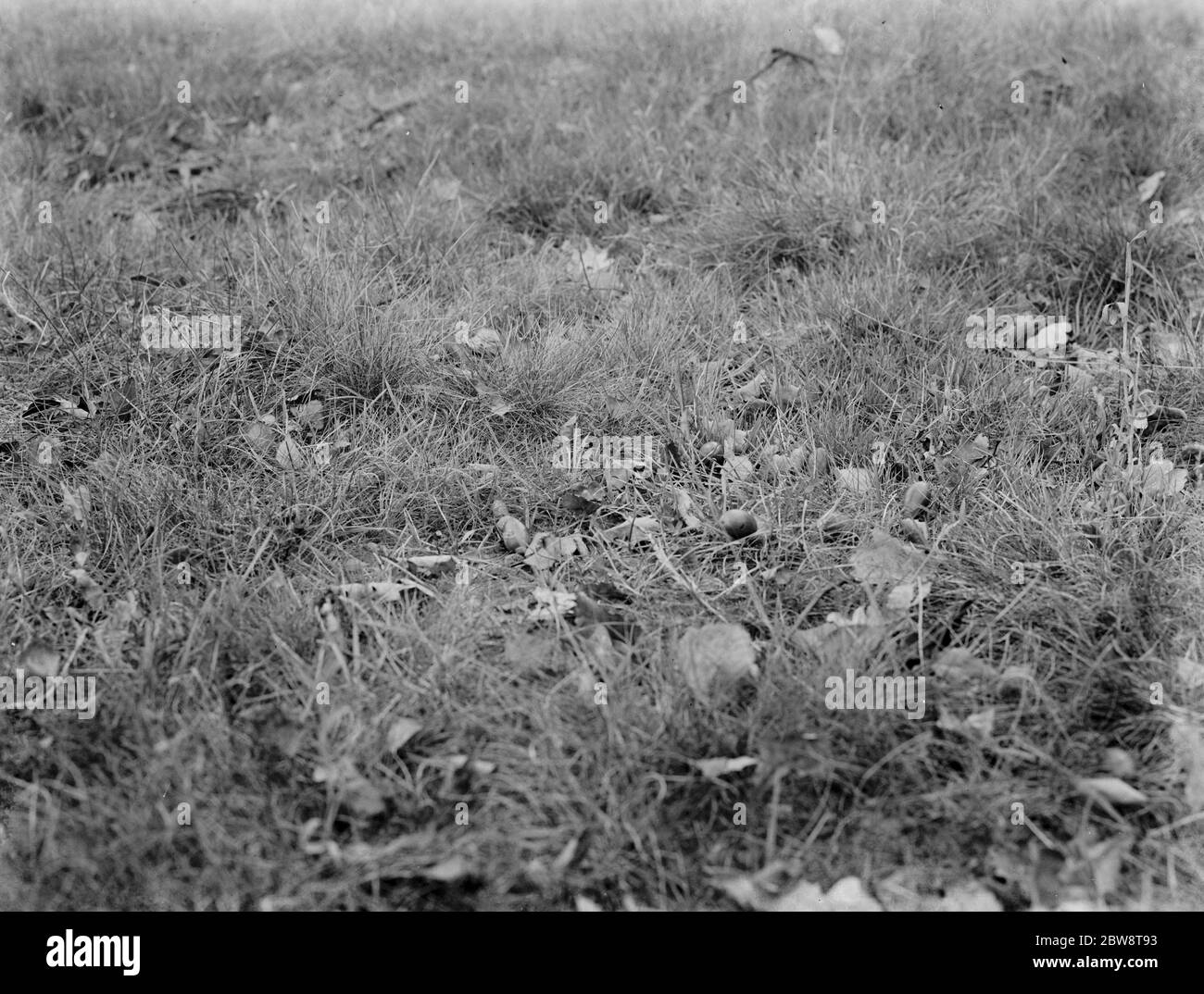 Eicheln auf dem Boden in einem Feld . 1936 Stockfoto