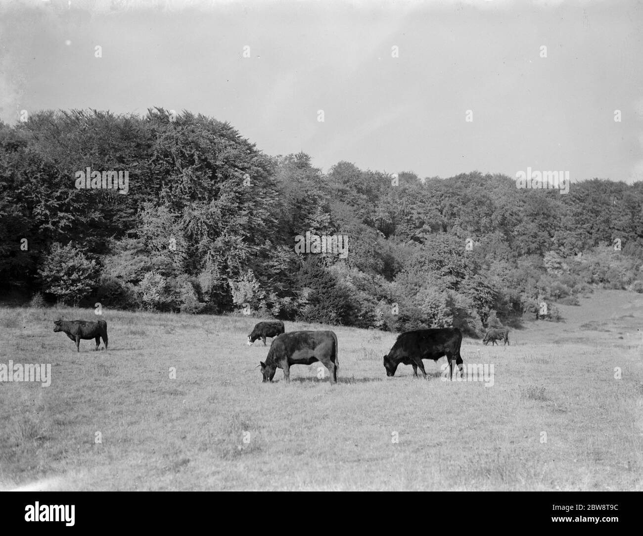 Eine ländliche Szene von grasenden Kühen . 1936 Stockfoto