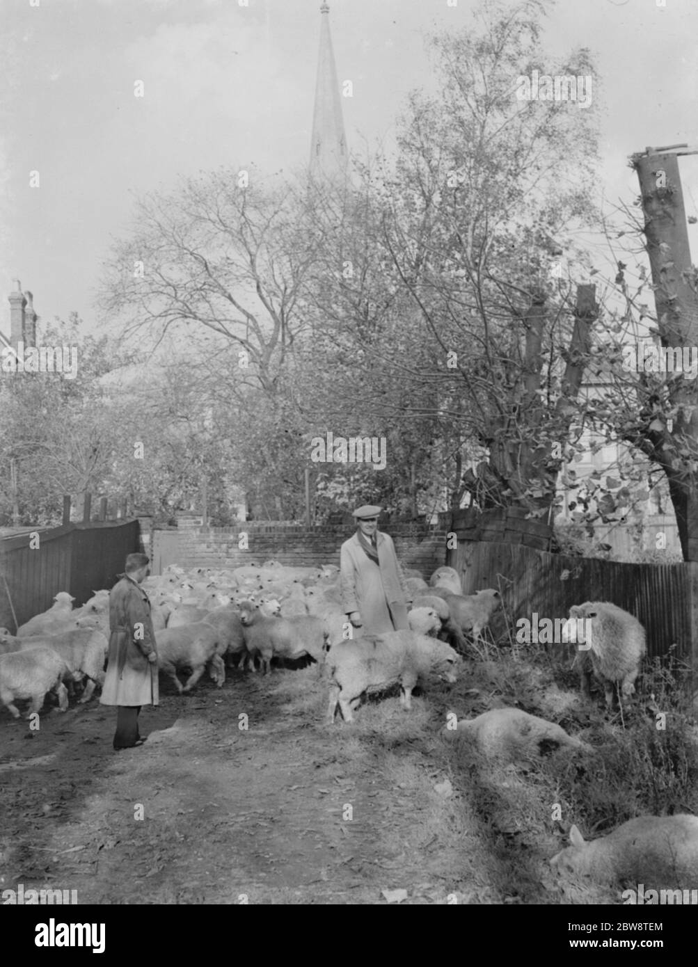 Nach einem Unfall mit einem Schaf-LKW in Blackheath, London. Überlebende Schafe werden in einen Garten in der Nähe gehertet. 1938 Stockfoto