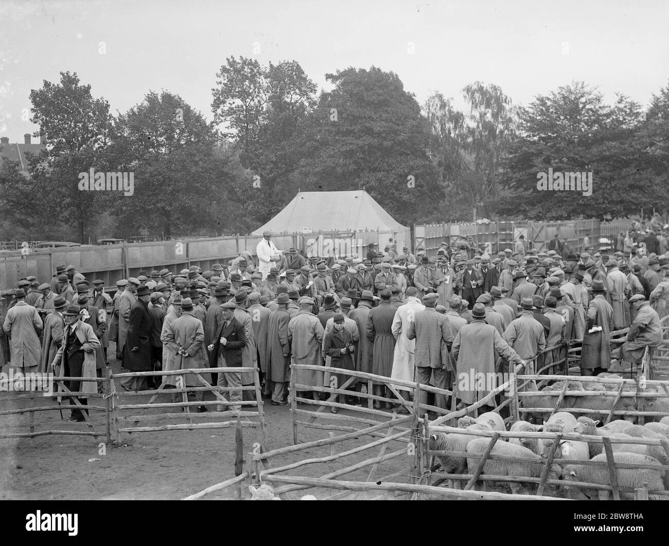 Schaf Verkauf in Maidstone, Kent. 1936 Stockfoto