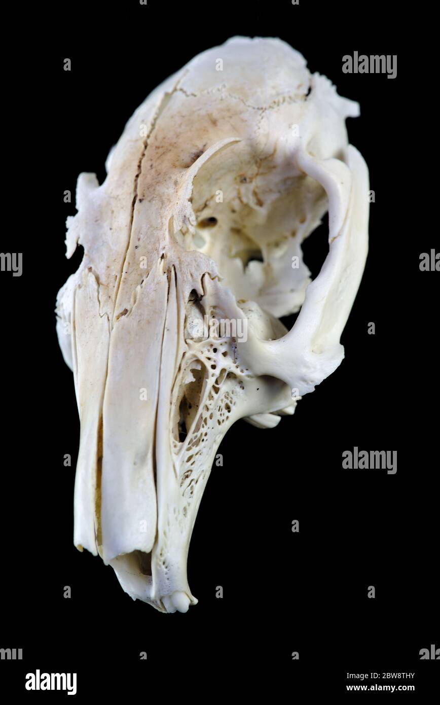 Schneiden Nagetier Schädel isoliert auf schwarzem Hintergrund Stockfoto