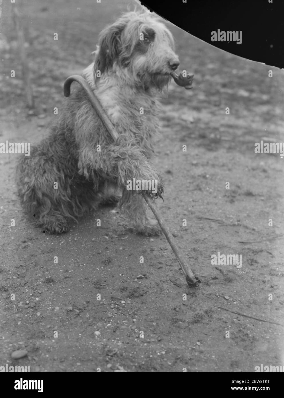 Herr Groombridge ' s Schäferhund posiert mit einer Pfeife und einem Spazierstock. 1936 Stockfoto