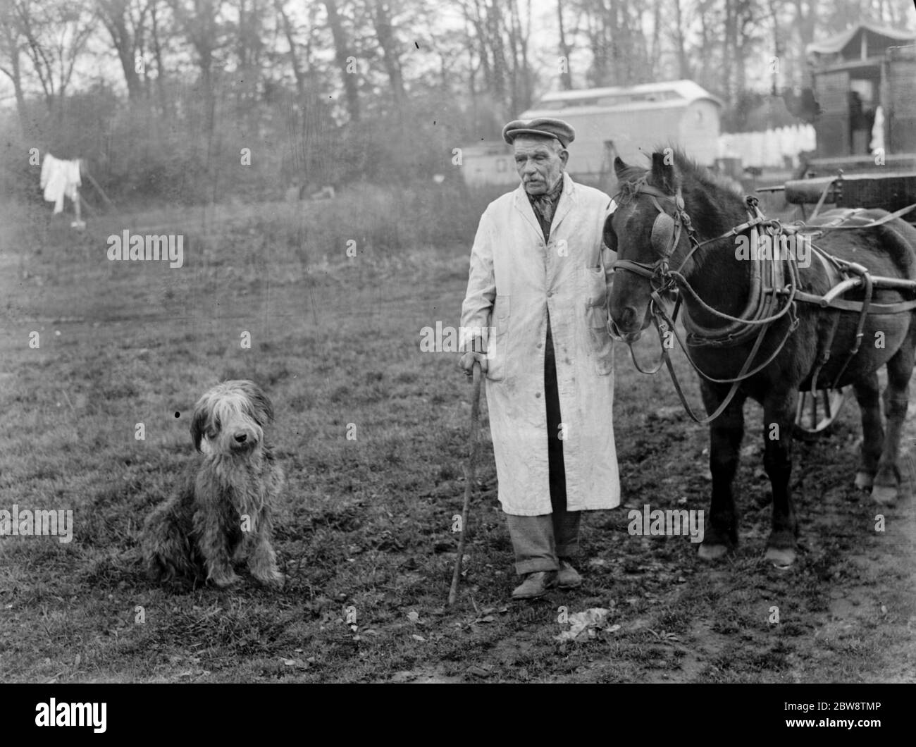 Herr Groombridge posiert mit seinem Schäferhund neben einem poney und Falle. 1936 Stockfoto