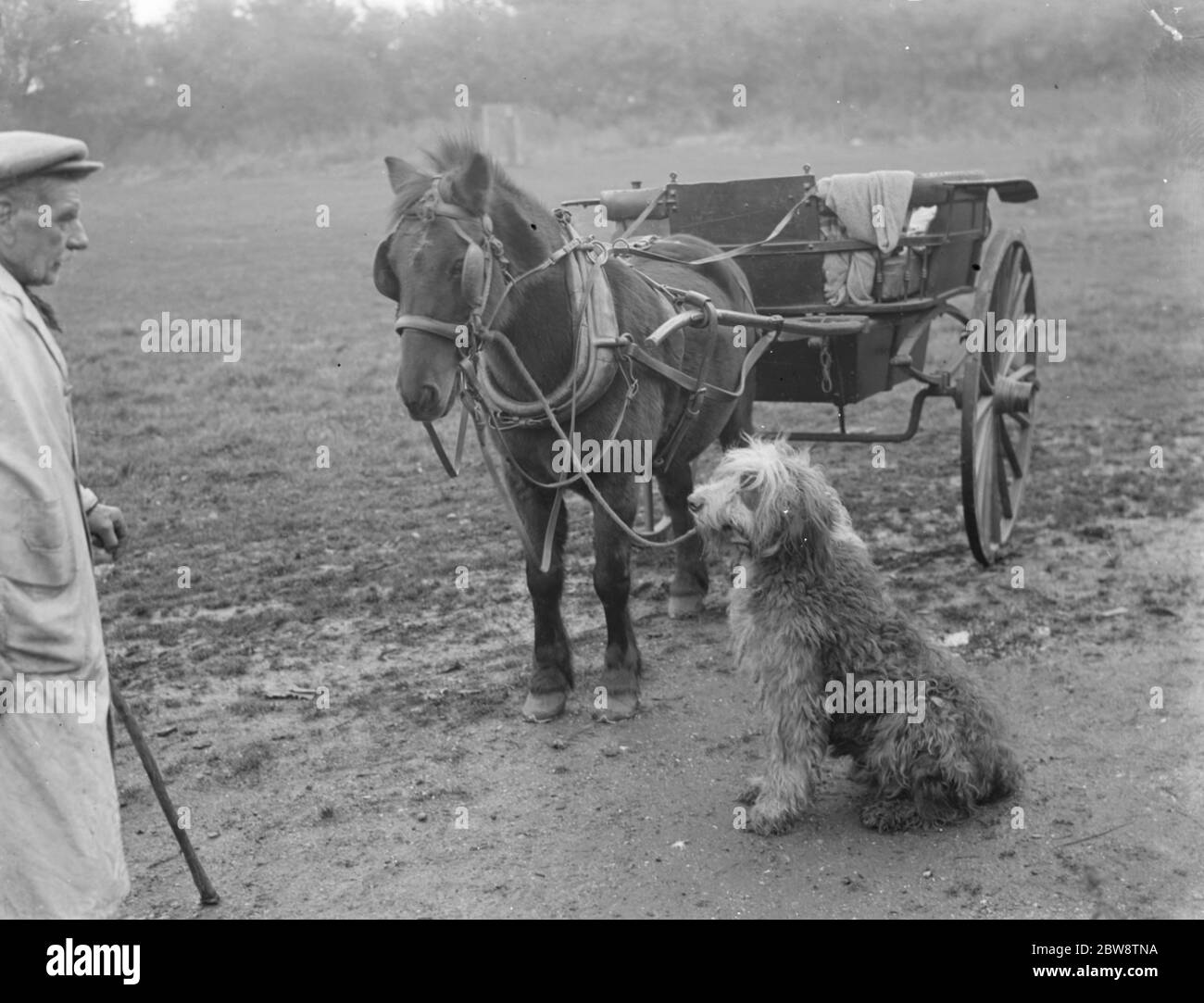 Herr Groombridge schaut zu, wie sein Schäferhund die Zügel an der poney hält und die Falle. 1936 Stockfoto